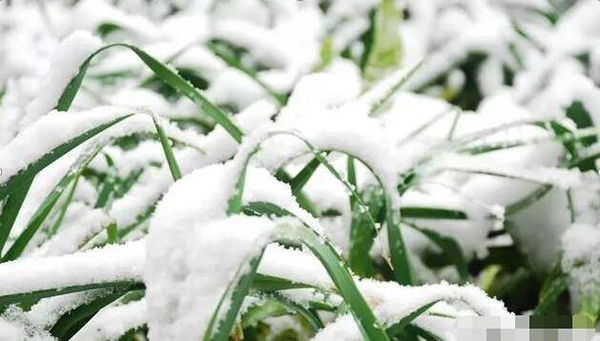 冰雪天气会不会对人造草坪场地造成影响